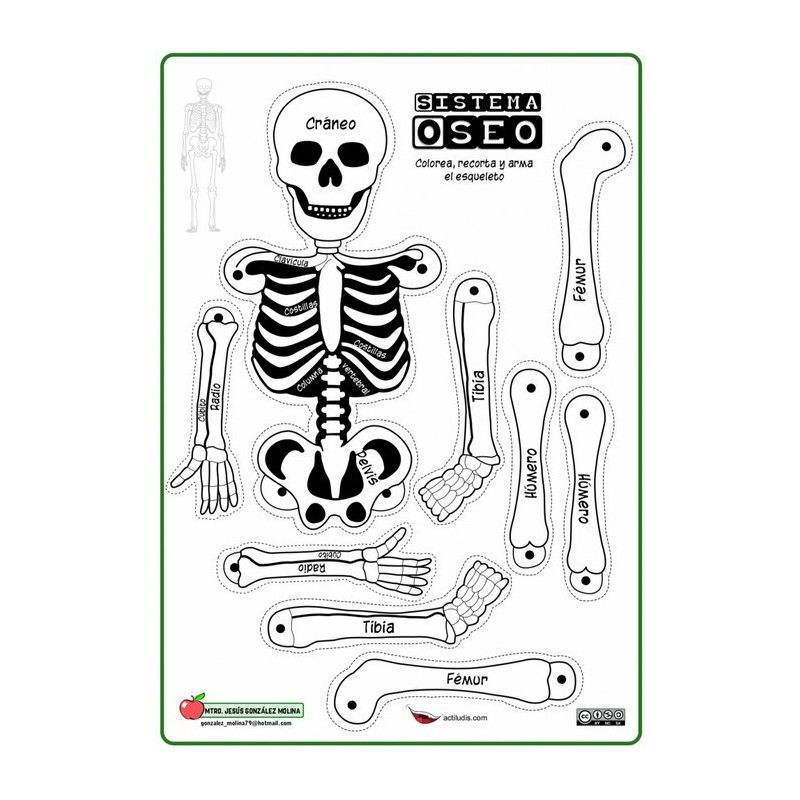PLANTILLA SISTEMA OSEO EL ESQUELETO (GRANDE)