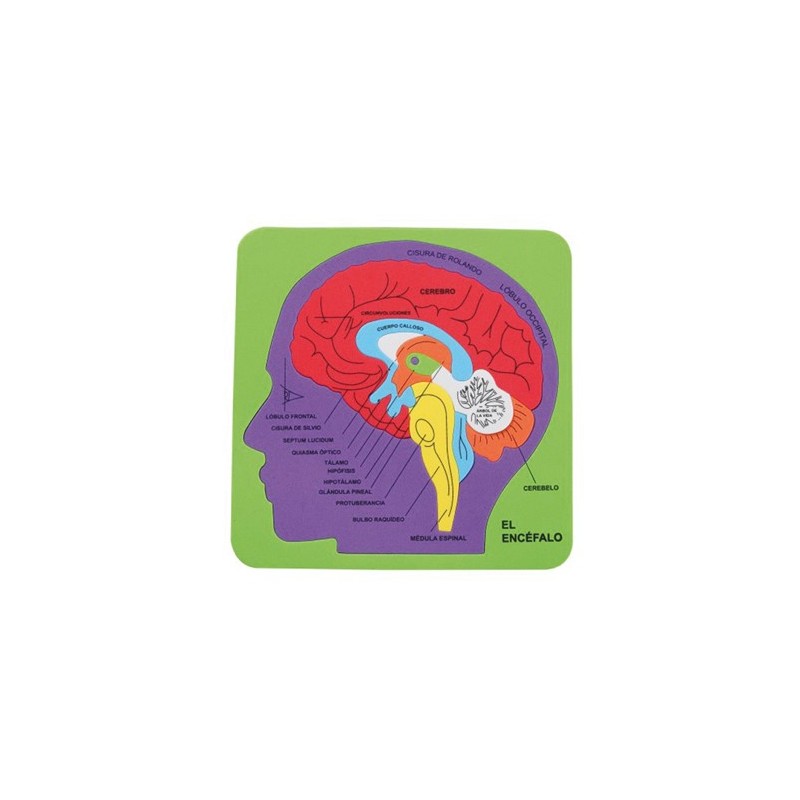 PUZZLES GOMA EVA ENCEFALO