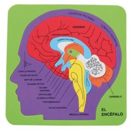 PUZZLES GOMA EVA ENCEFALO
